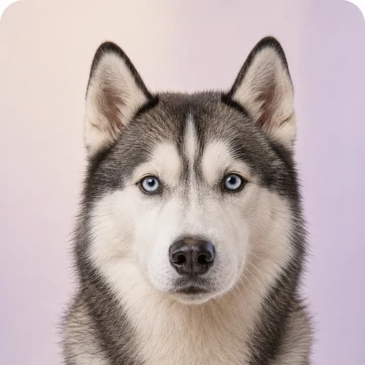 Siberian Husky